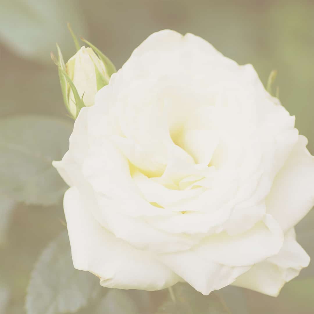 white rose