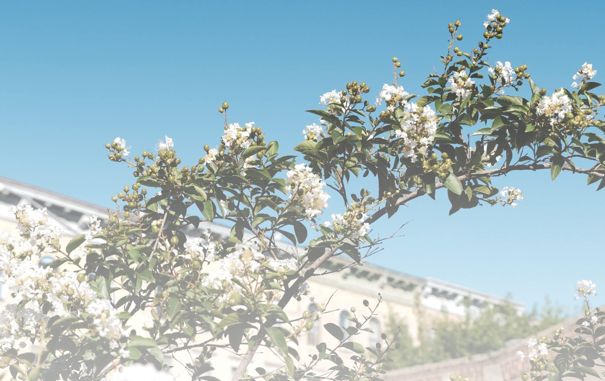 Blooming flowers growing along a tree branch